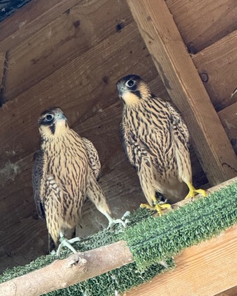 2026, 3/4 Peregrine X Sakers
