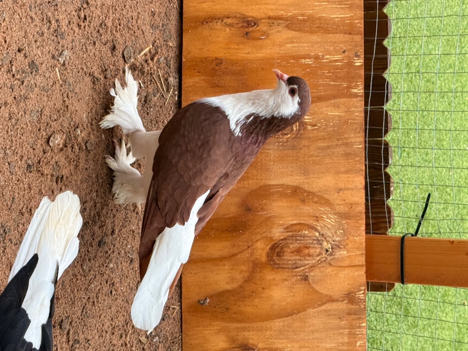 Pigeons