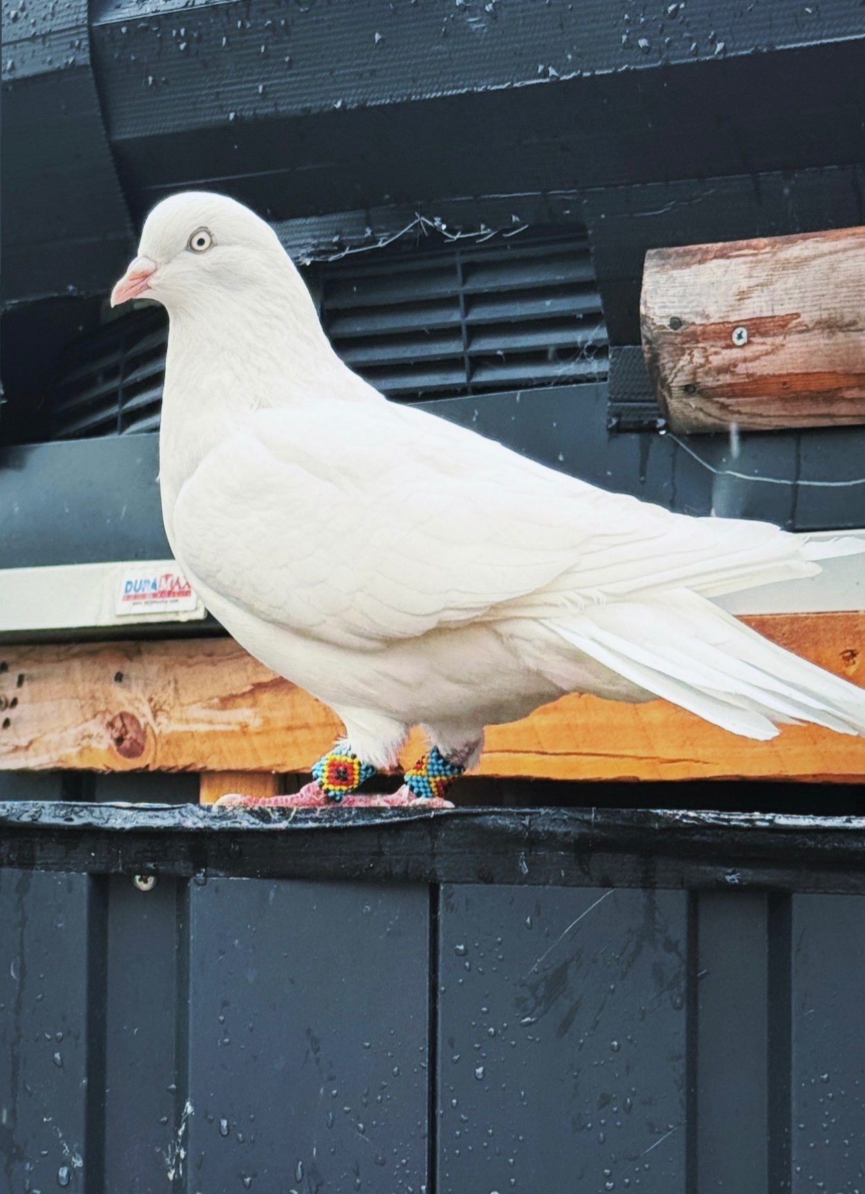 Pigeons - {TYPE}