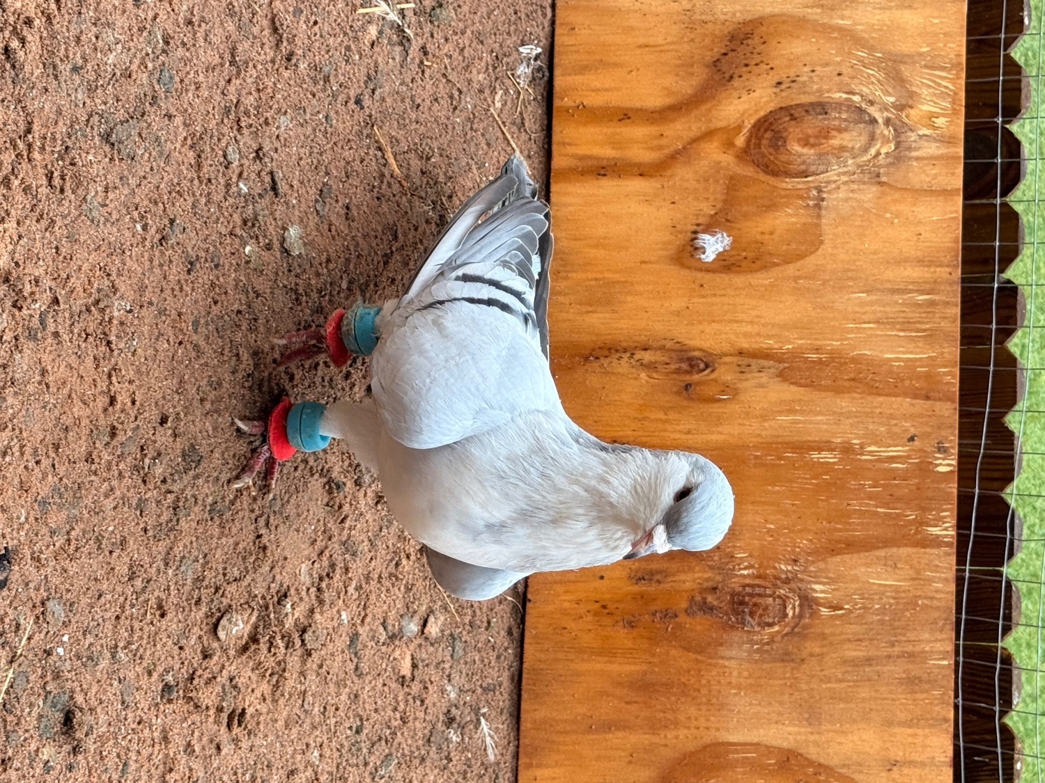 Pigeons - Afghan, lahore and German white 