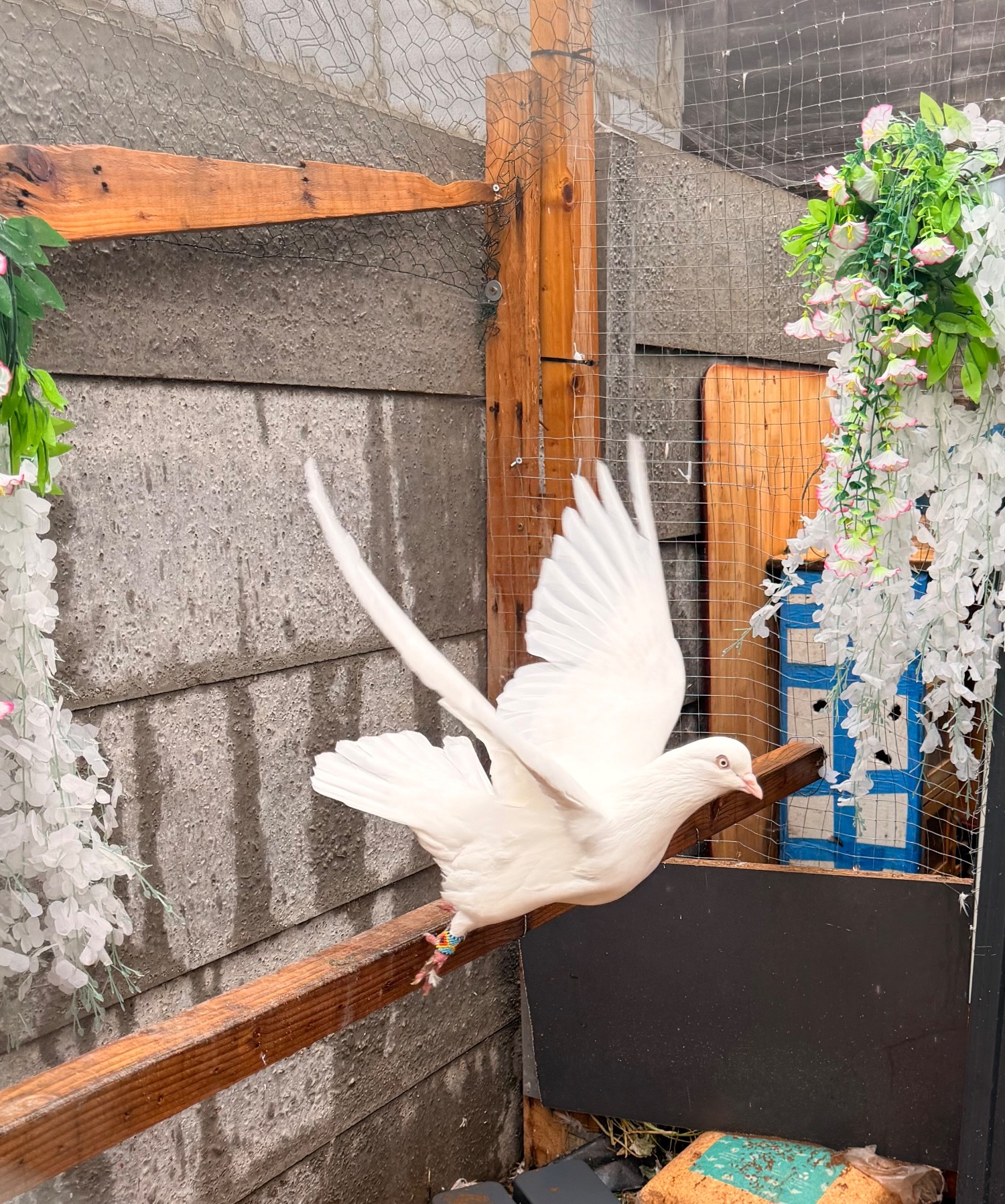 Afghan, lahore and German white  - Pigeons