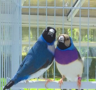Gouldian Finches available for sale