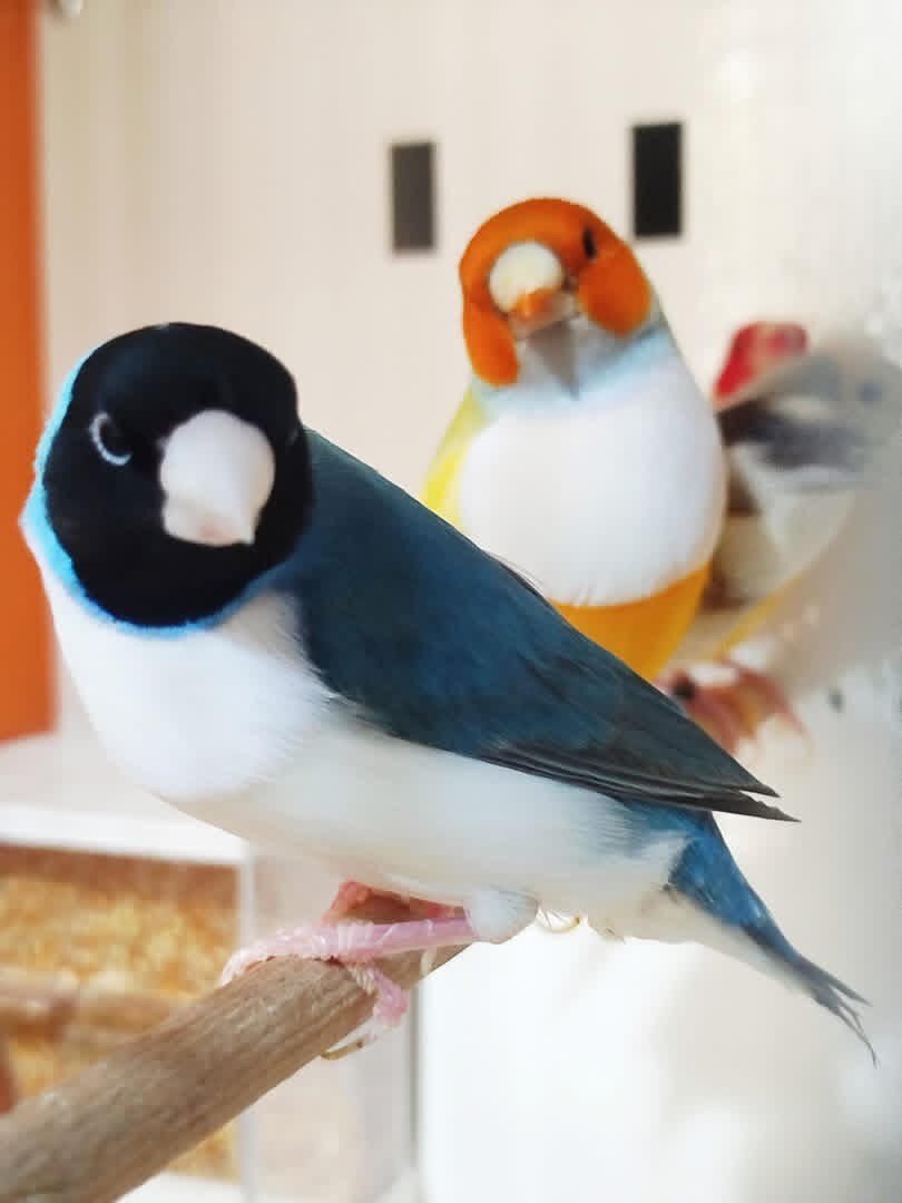 Finches - {TYPE}