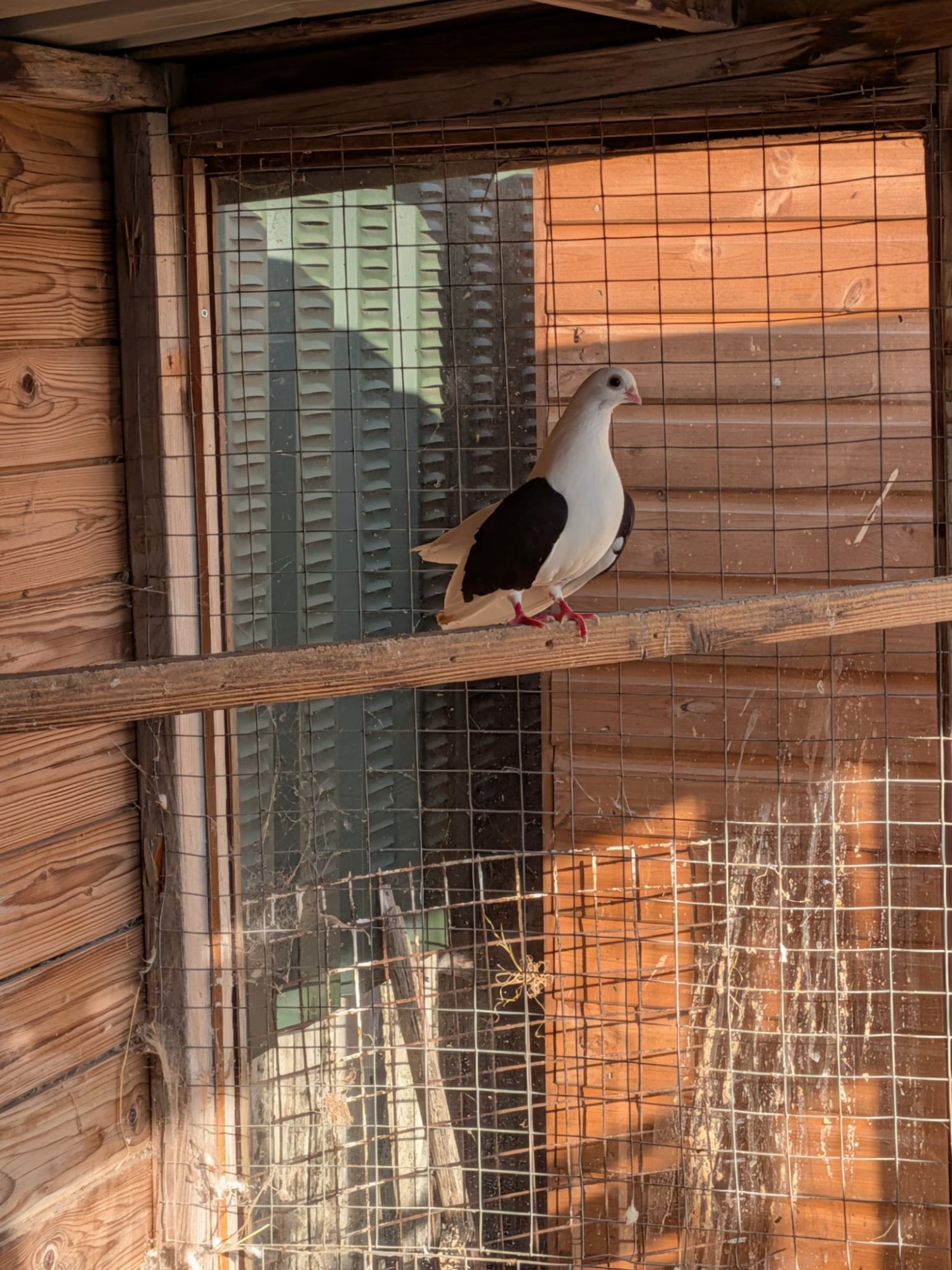 Pigeons