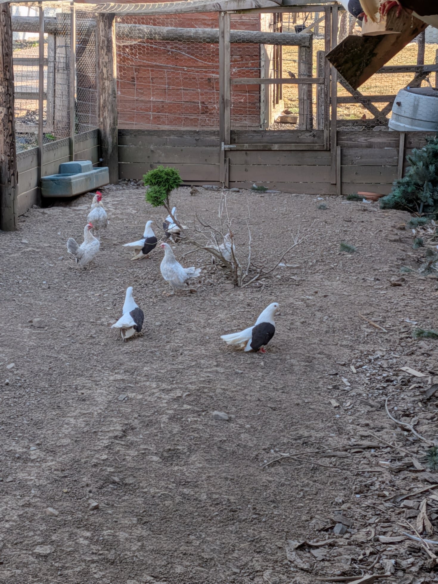 Pigeons - Taganrog Adults For Sale