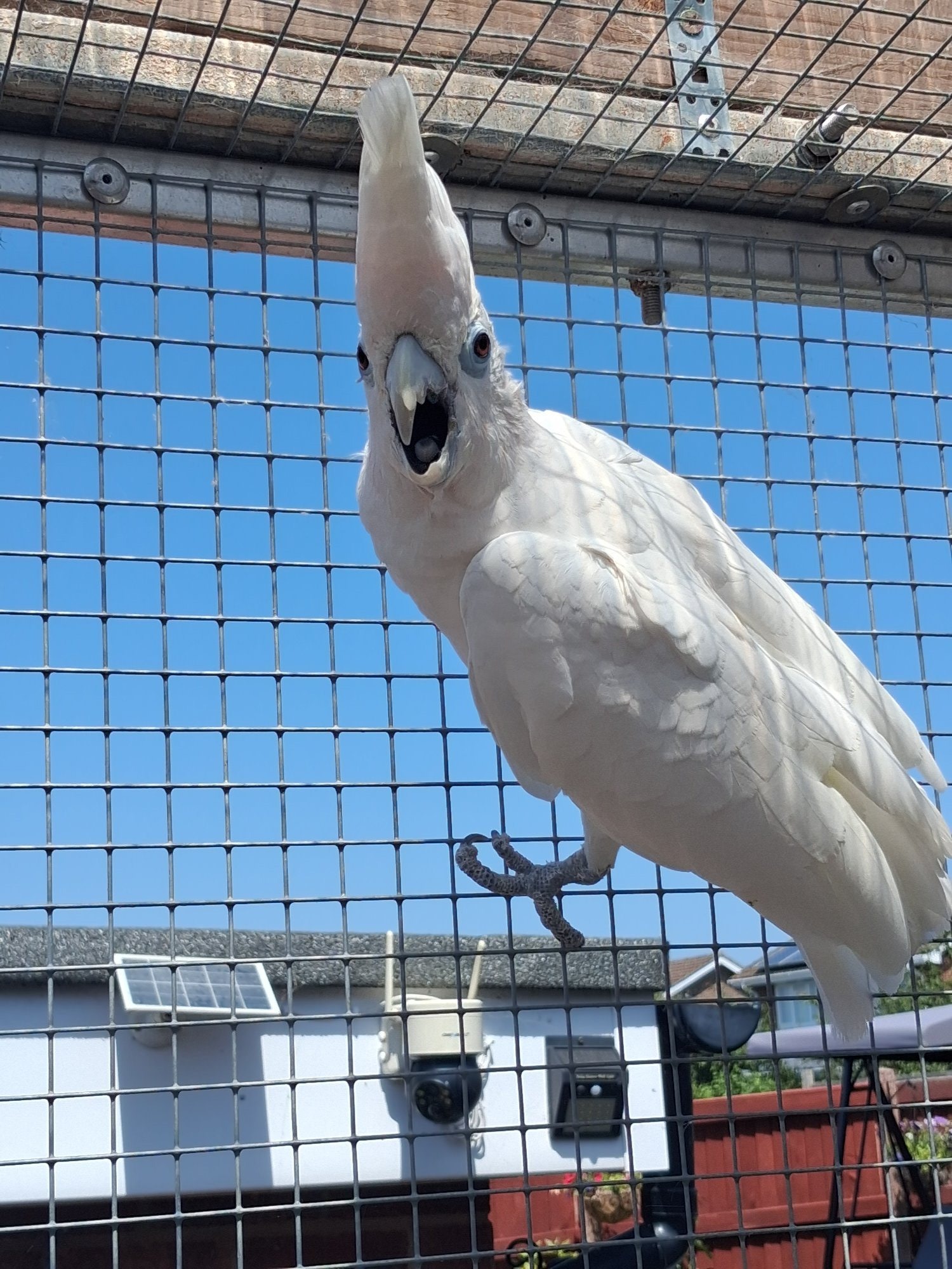 DuCorps Cockatoos Bonded Pair in {LOCATION}