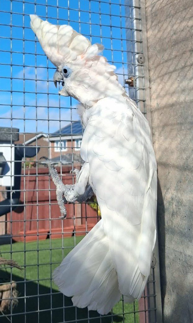 Cockatoos