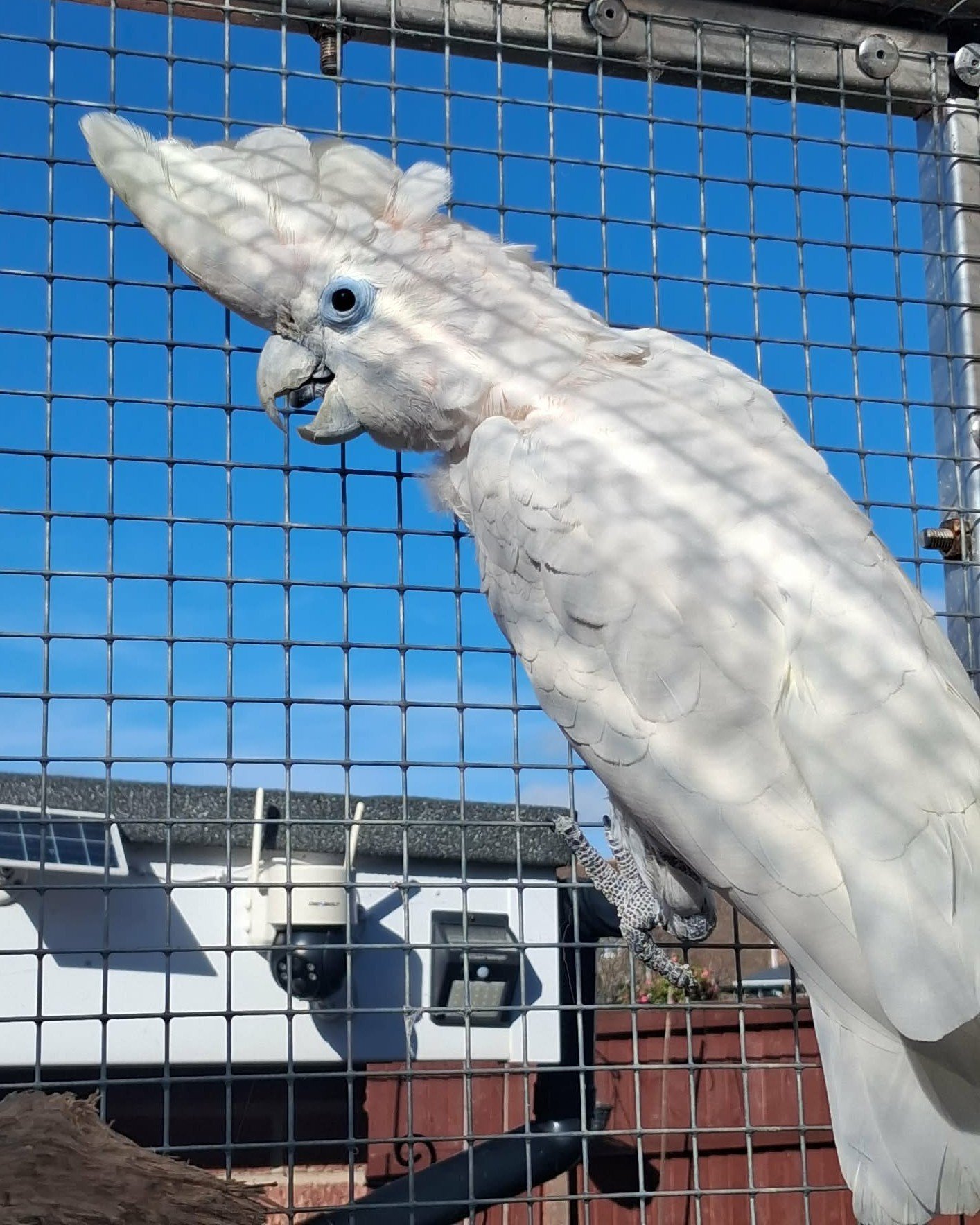 Cockatoos - {TYPE}