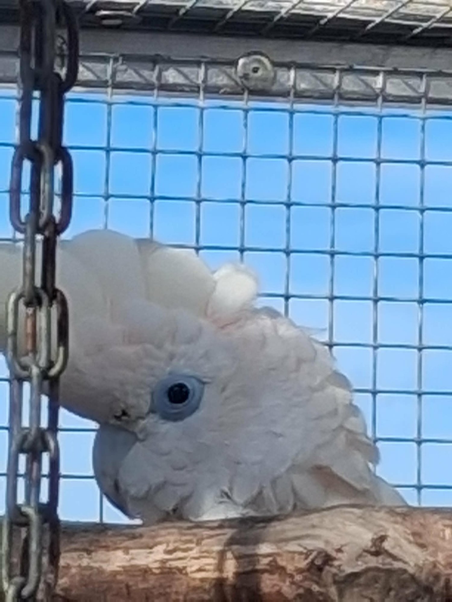 Cockatoos - DuCorps Cockatoos Bonded Pair