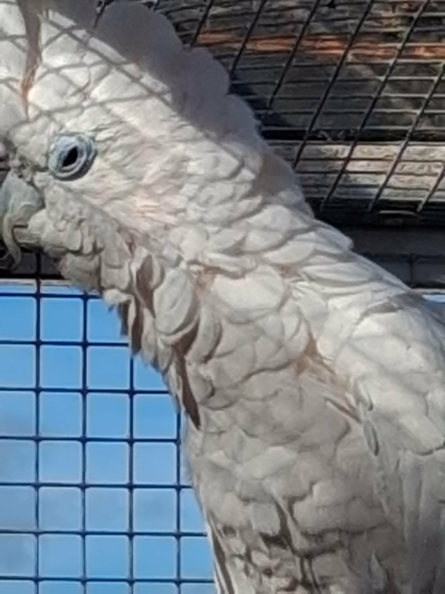 DuCorps Cockatoos Bonded Pair - Cockatoos