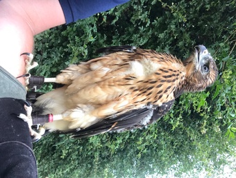 Imprint Female Black Sparrowhawk