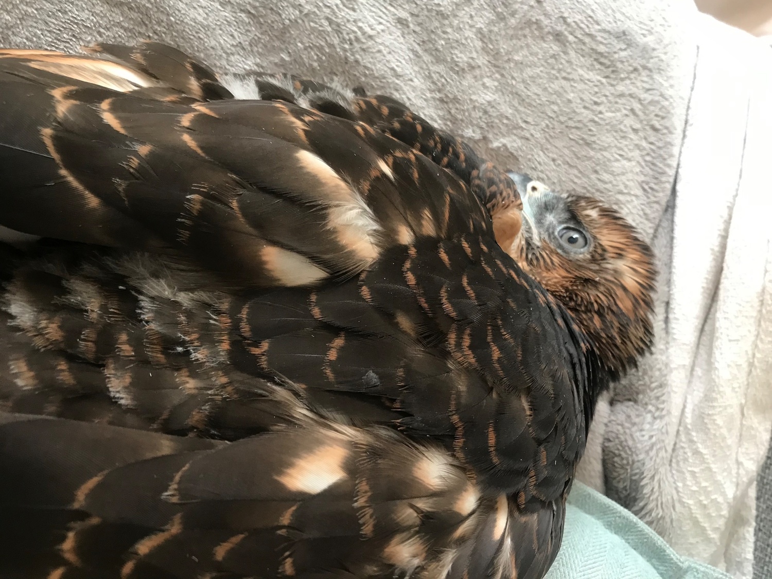 Falcons