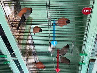 Bullfinches Native and Siberian 