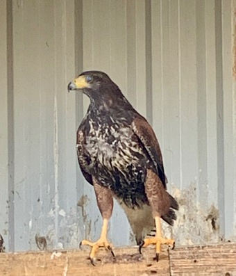 2026 PR Harris Hawks male &female