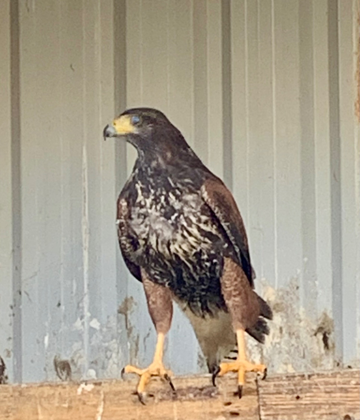 2026 PR Harris Hawks male &female in {LOCATION}