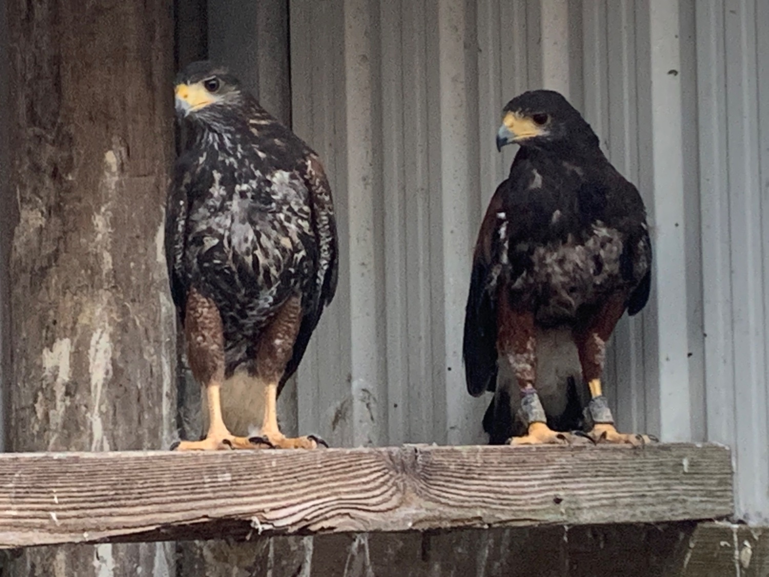 Hawks - {TYPE}