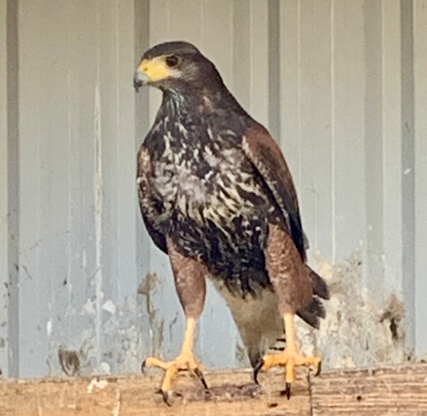 Hawks