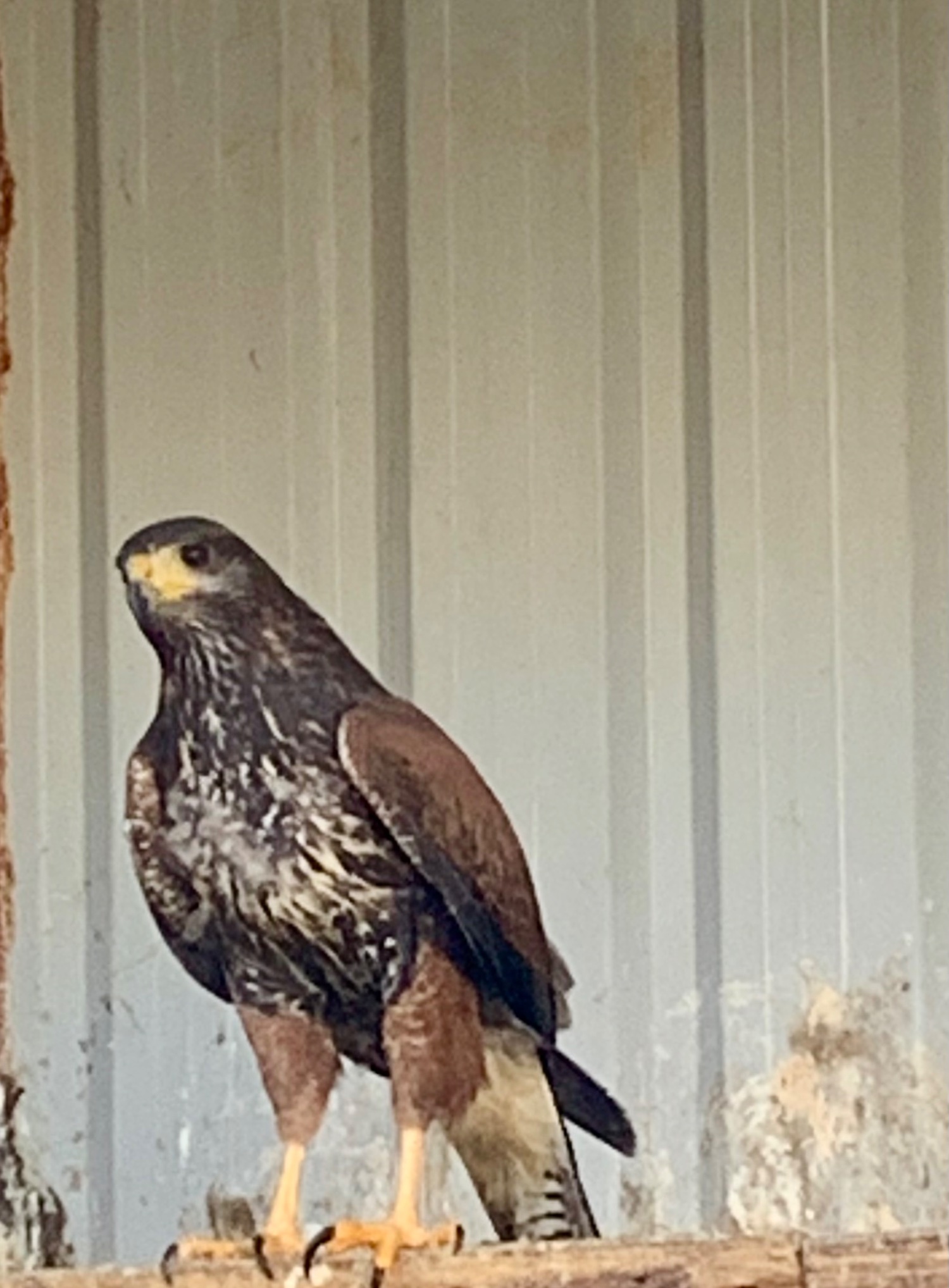 Hawks - 2026 PR Harris Hawks male &female