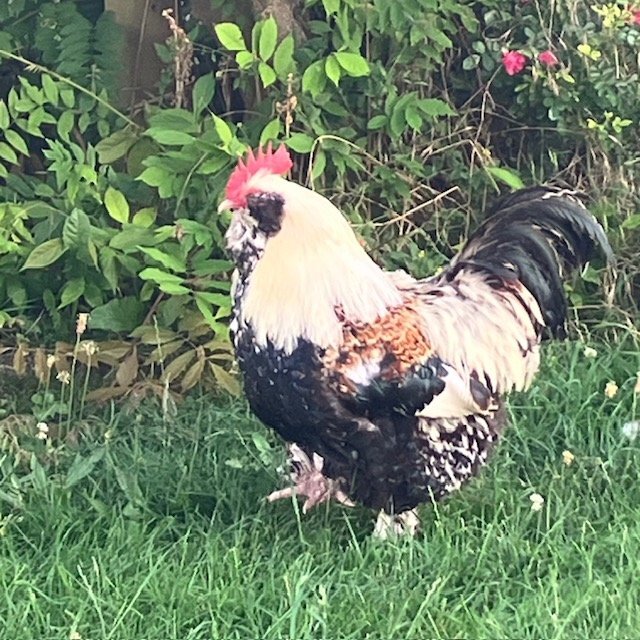 Other Poultry