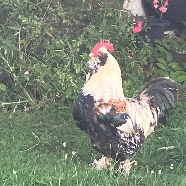 Other Poultry - {TYPE}