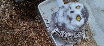 SNOWY OWLETS FOR SALE