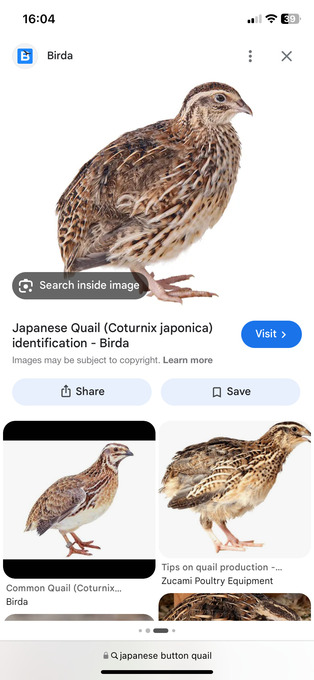 Quail Japanese button 