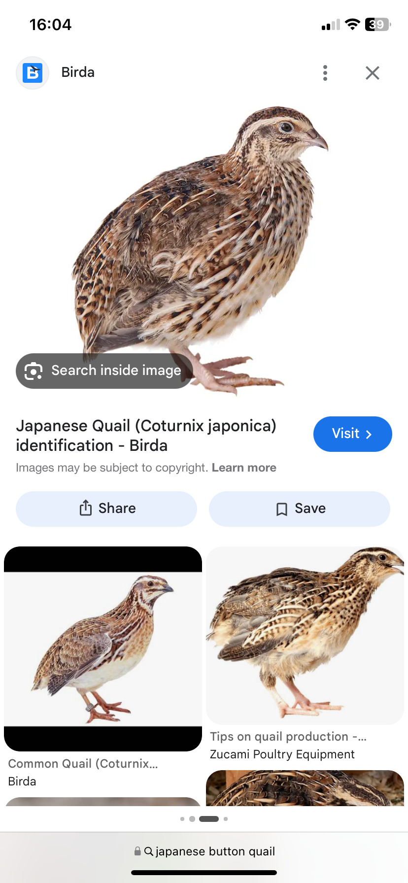 Quail Japanese button  in {LOCATION}