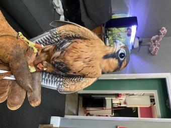 2026 male aplomado maldon Essex 