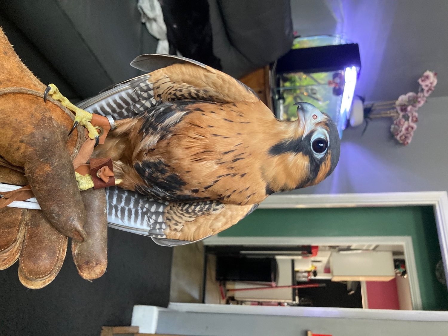 2026 male aplomado maldon Essex  in {LOCATION}