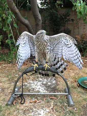 2026 Female Imprint Goshawk