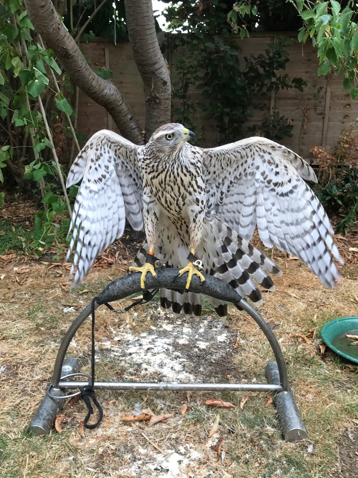 2026 Female Imprint Goshawk in {LOCATION}