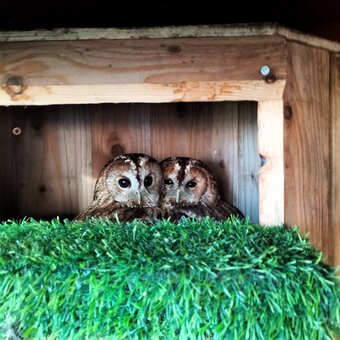 Pair of Tawny Owls & Pair of White Faced Owls