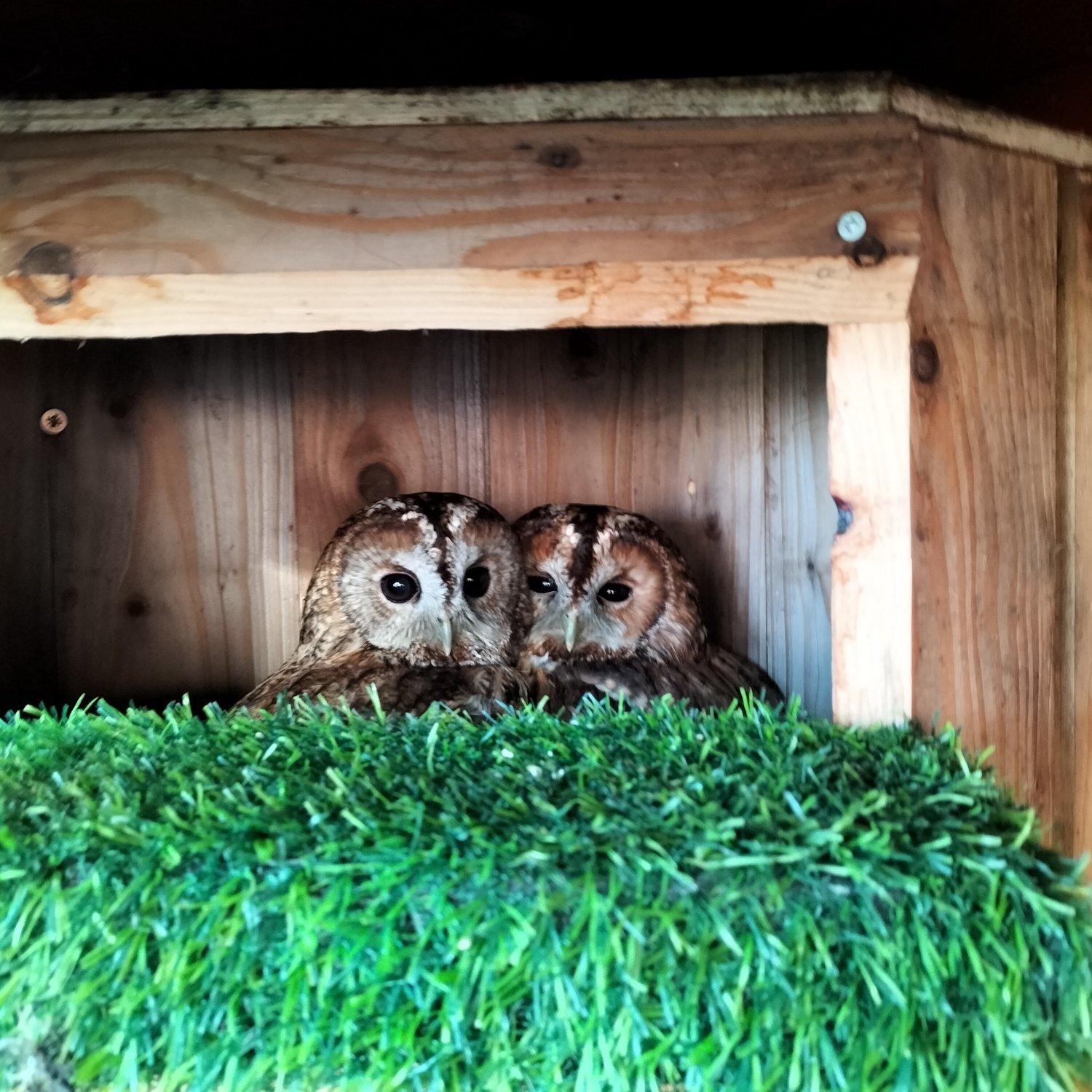 Pair of Tawny Owls & Pair of White Faced Owls in {LOCATION}