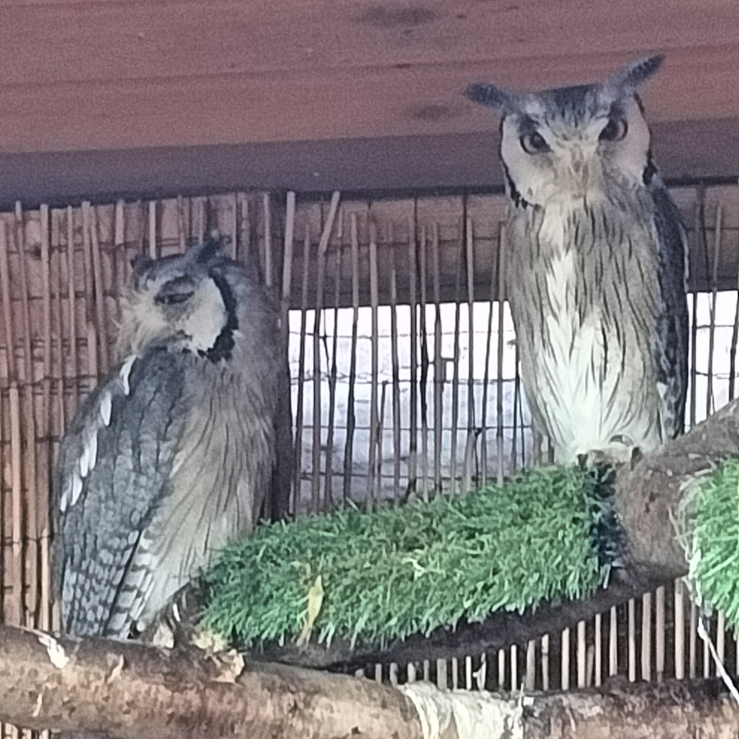 Owls