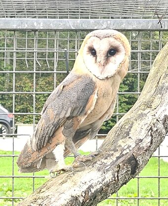Female barn owl