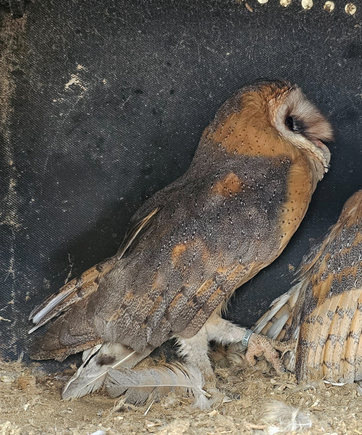 Female barn owl in {LOCATION}