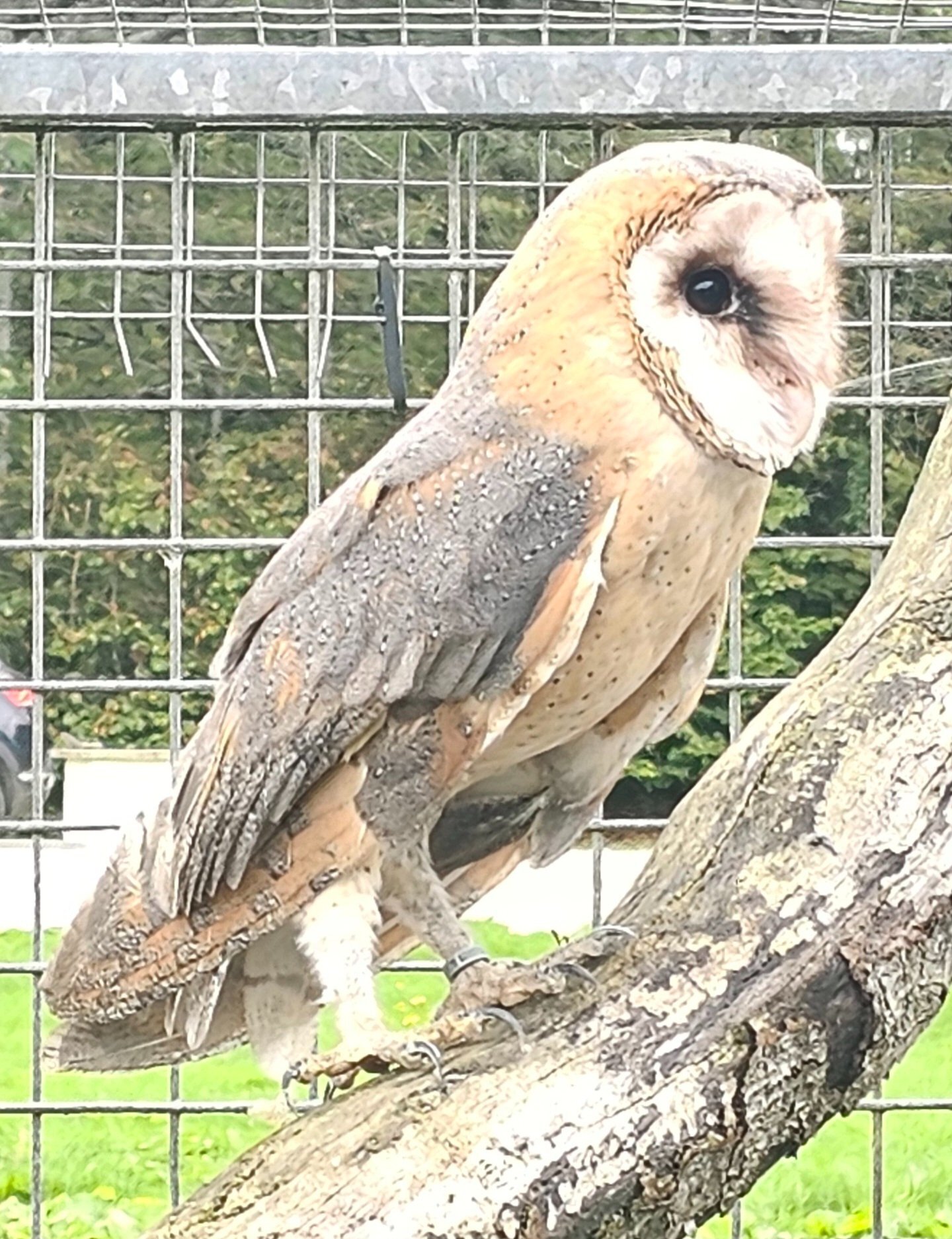 Owls - Female barn owl and box