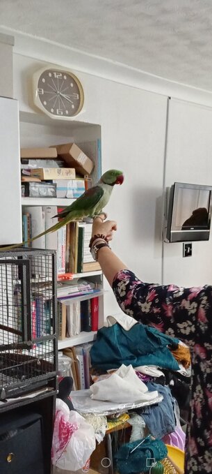 Leon – 5-year-old Male Alexandrine Parrot