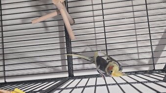 Lovely little cockatiel boy