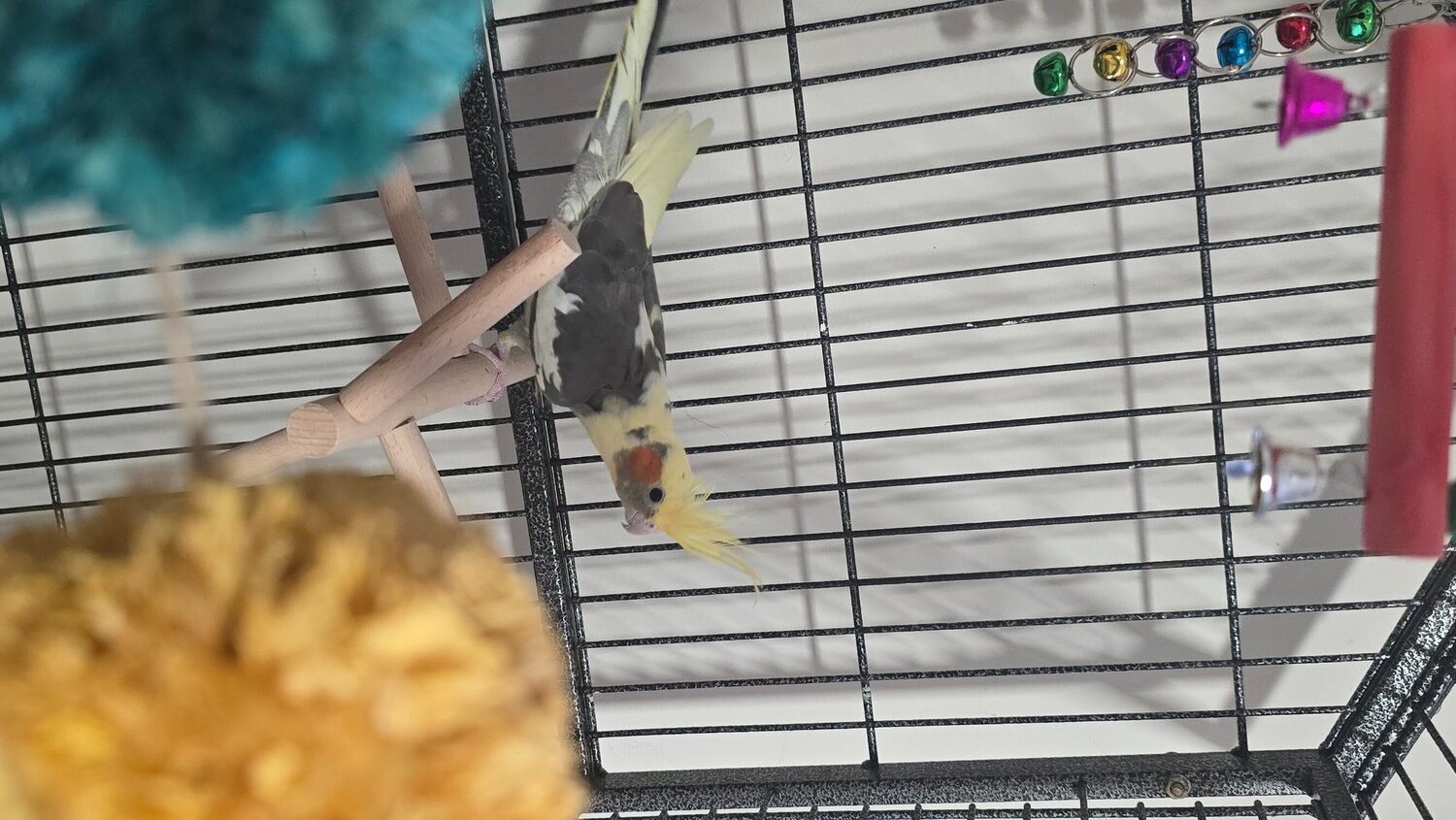 Cockatiels