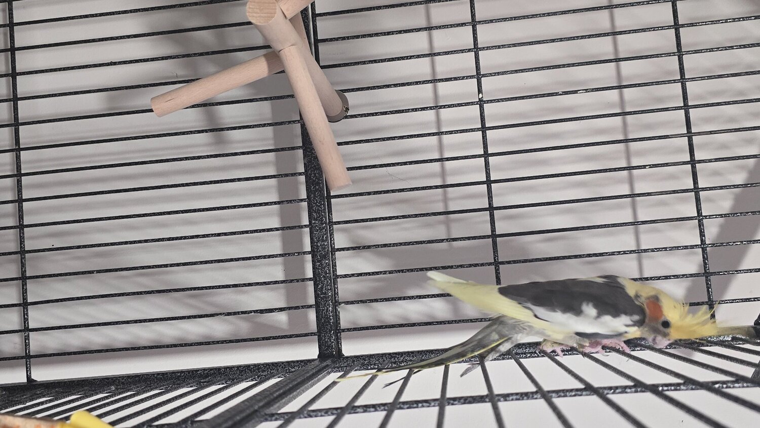 Cockatiels - {TYPE}