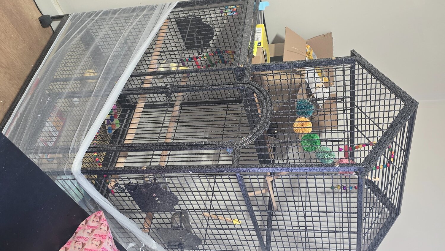Cockatiels - Lovely little cockatiel boy