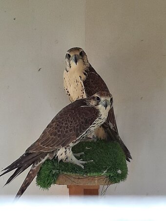 3 breeding pairs gyr / saker falcons two white one black