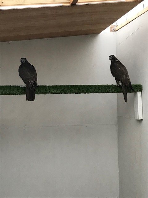 Falcons