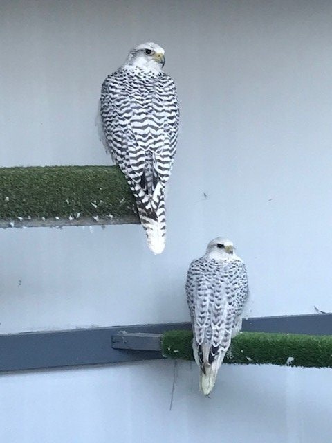 Falcons - {TYPE}