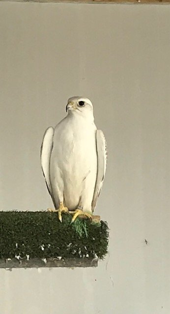 Falcons - 3 breeding pairs gyr / saker falcons two white one black