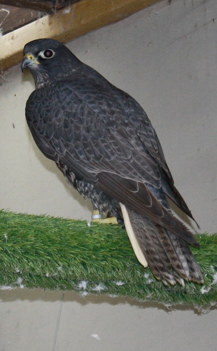 3 breeding pairs gyr / saker falcons two white one black - Falcons