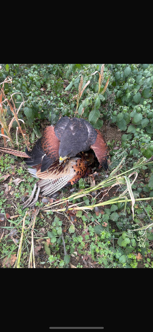 Male harris hawk