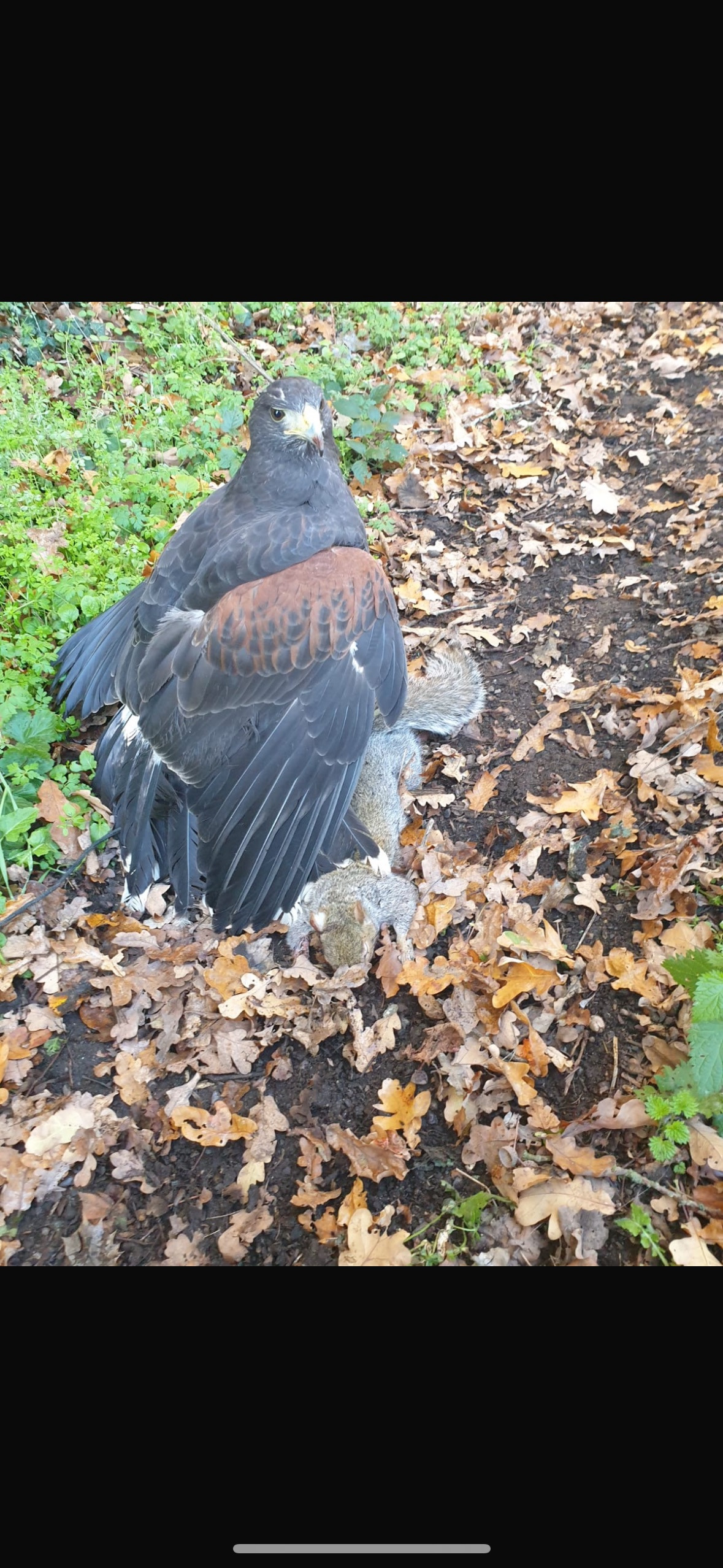 Hawks