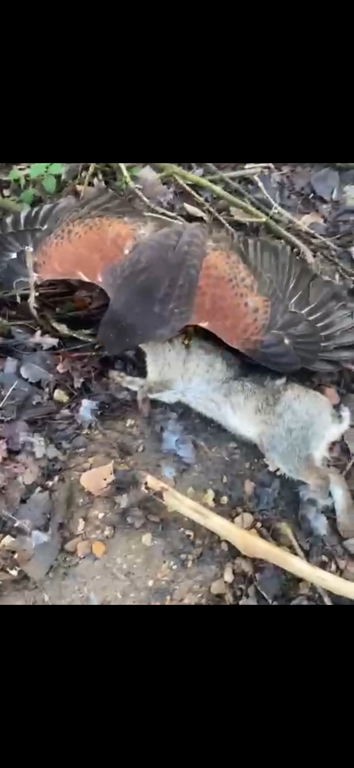 Hawks - Male harris hawk